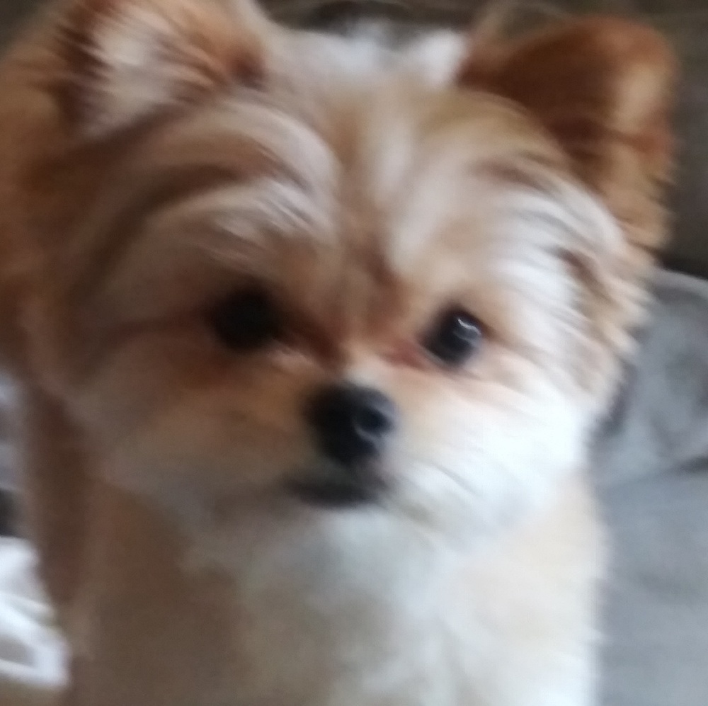 Meet your Posher, Celena